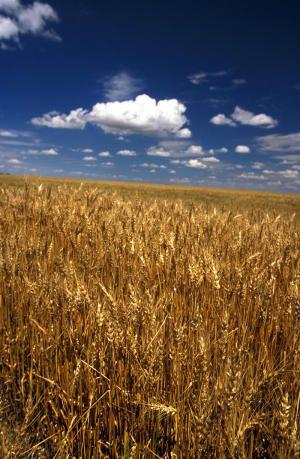 Crop field used for harvest planning and historical yield outlooks